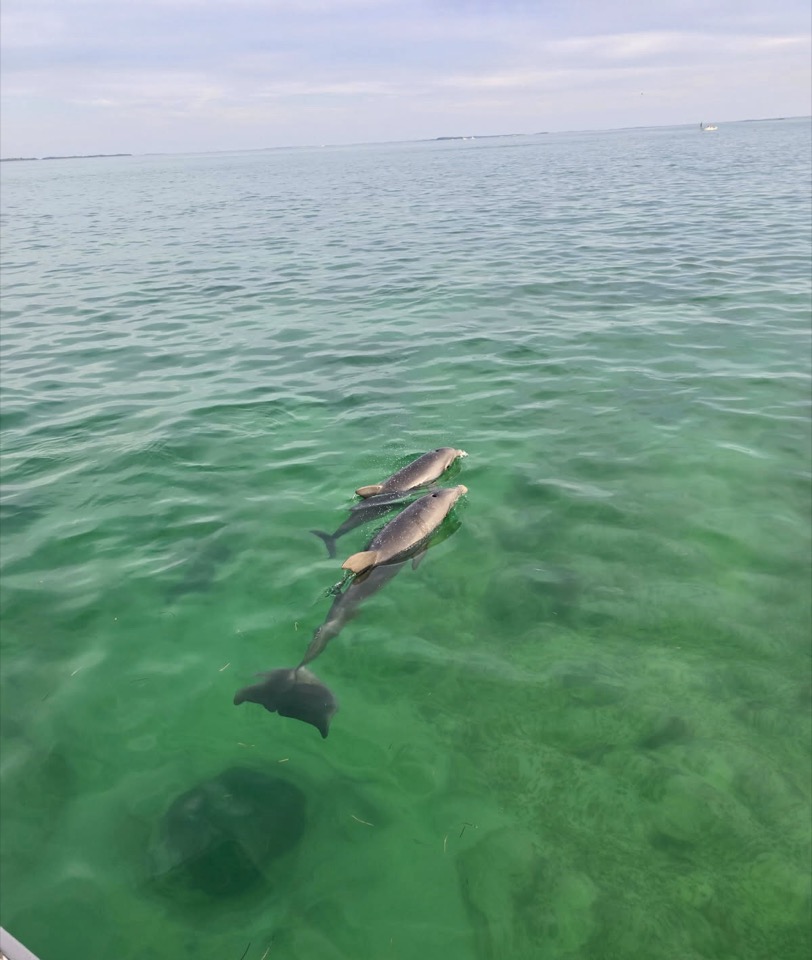 A pod of wild dolphins swimming through shallow green water
