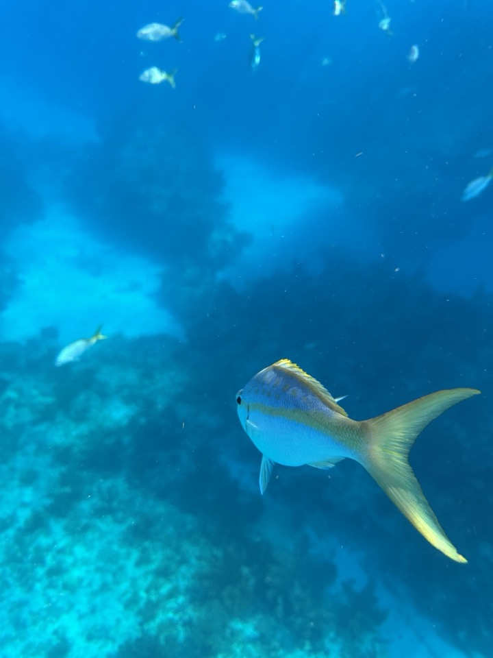 A yellowtail snapper gliding over a coral reef in clear water